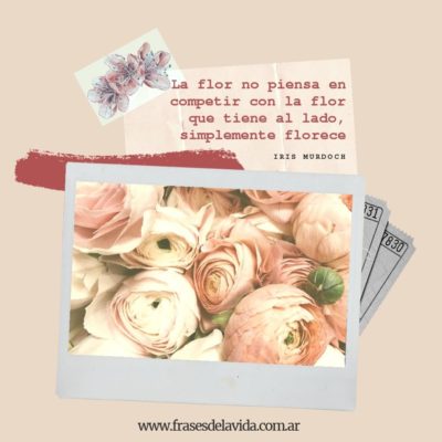 La flor no piensa en competir