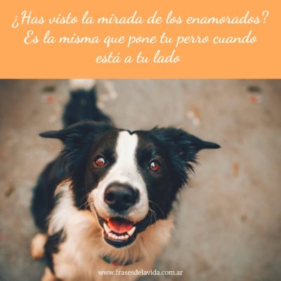 ¿Has visto la mirada de unos enamorados?